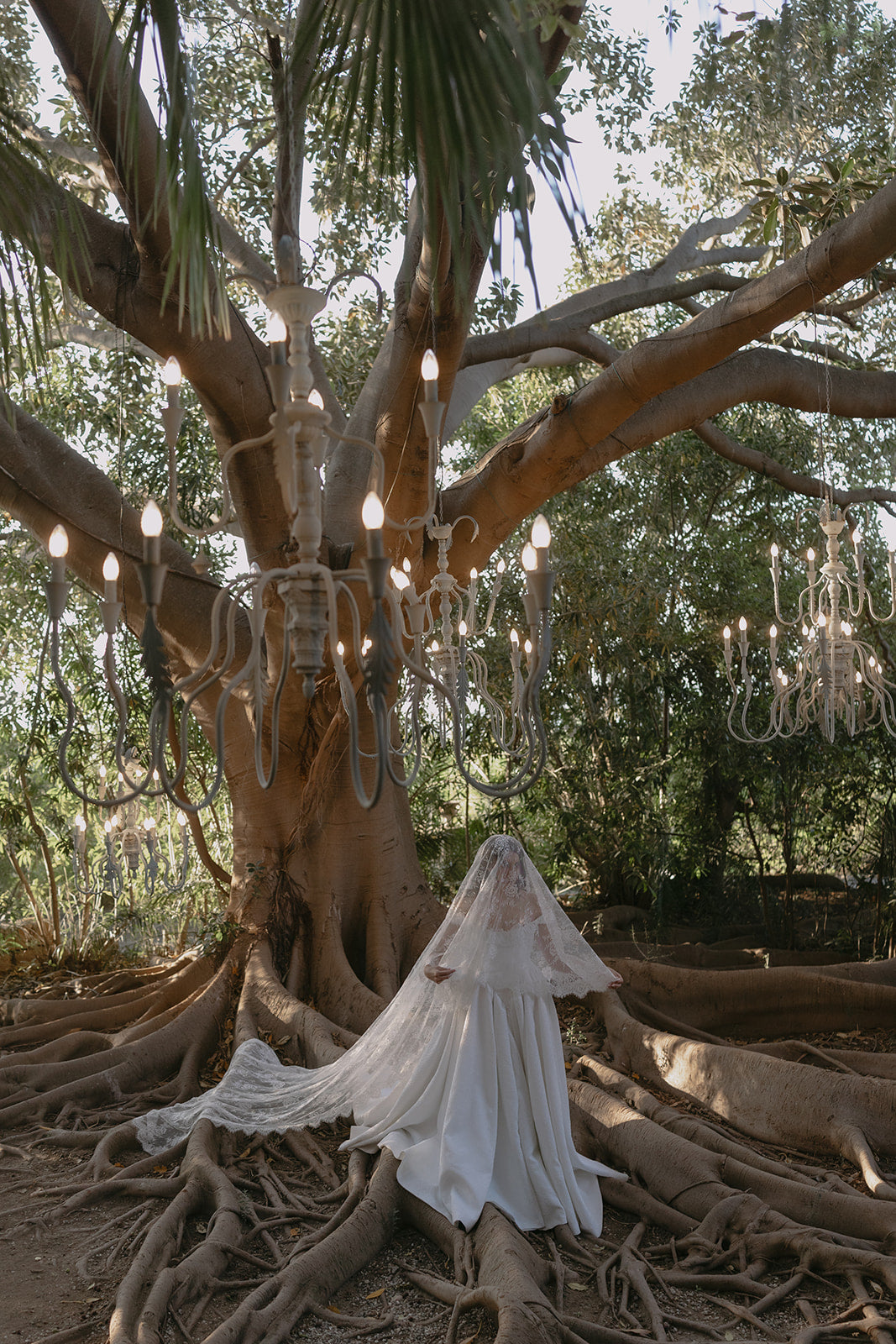 Italy lace cathedral veil Basque waist bride underneath tree with lighting and chandeliers 